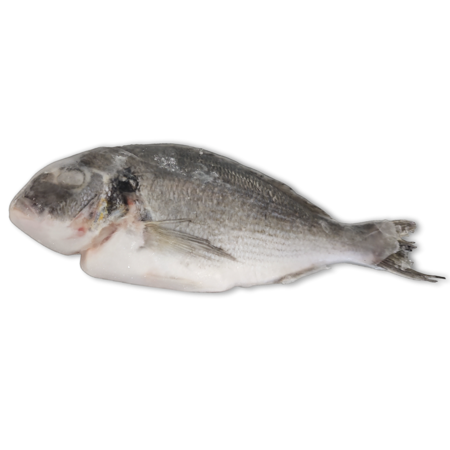 Jona Dorade Royal WGS 300-400g IQF 1 x 5kg 25%-TR
