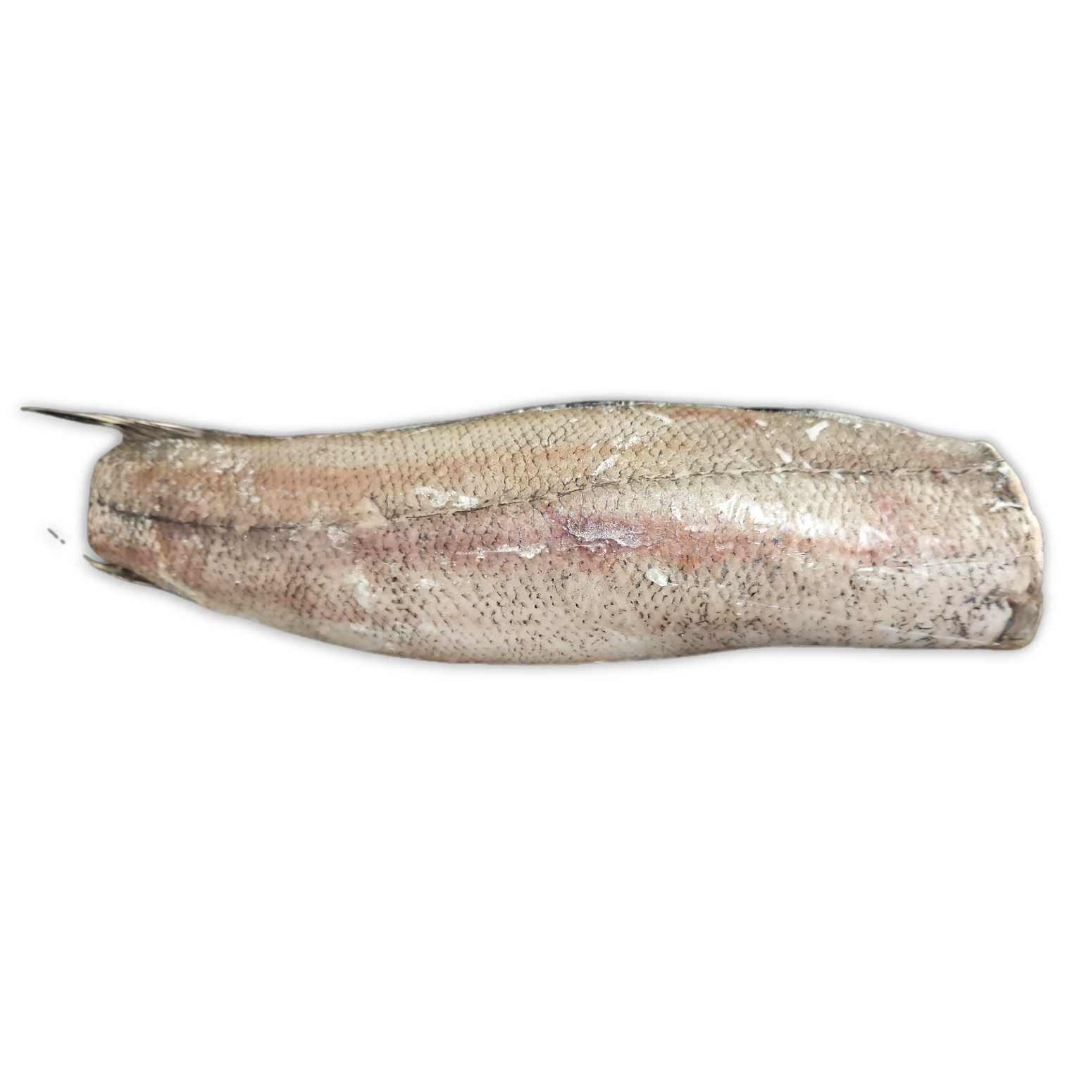 Hake HGT 300-450g IWP 1 x 21kg -MR