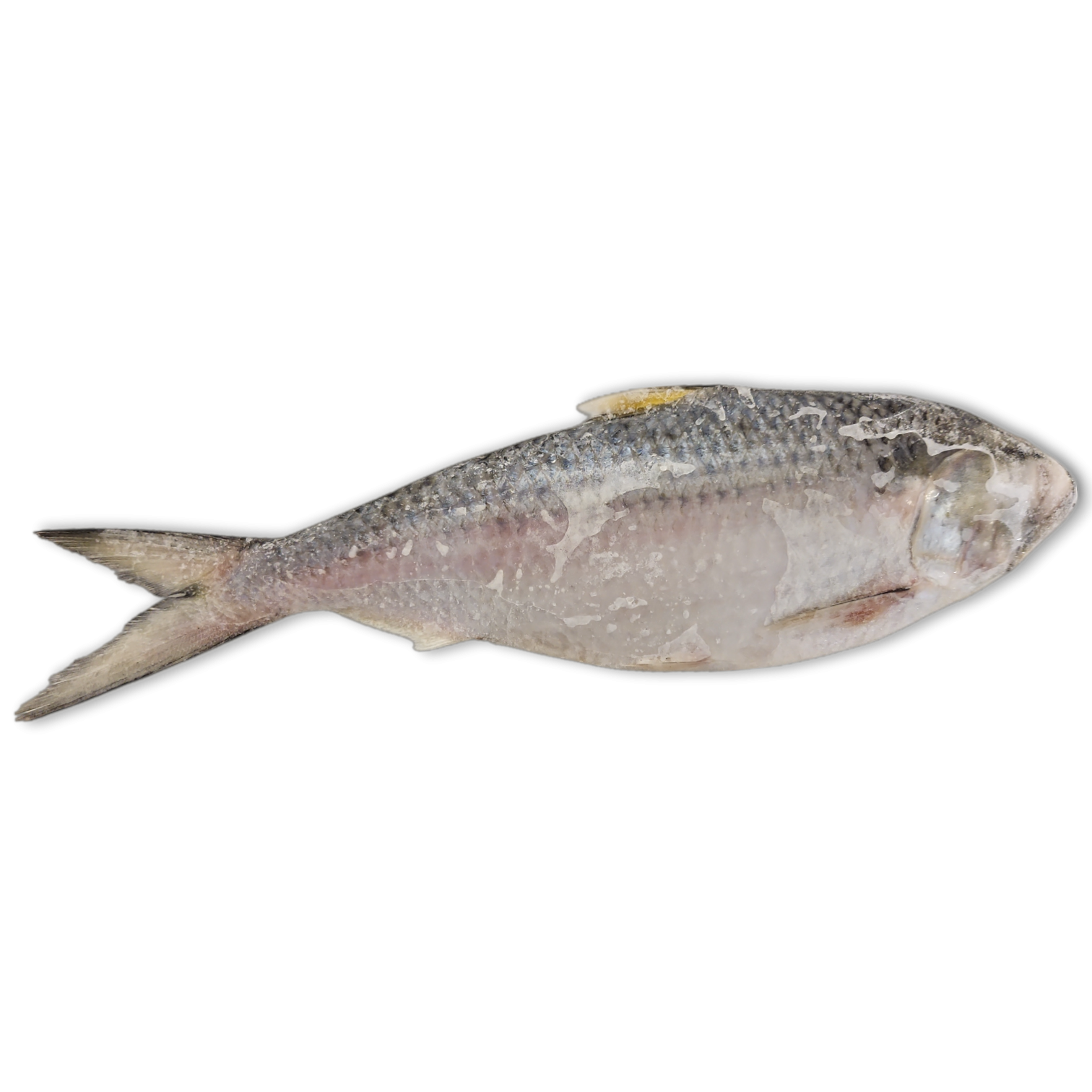 Jona Toli Hilsa WR IWP 500-700g IQF 1 x 10kg -IN