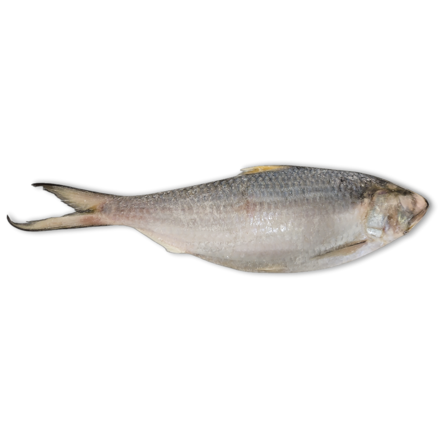 Jona Toli Hilsa WR IWP 700-1000g IQF 1 x 10kg -IN