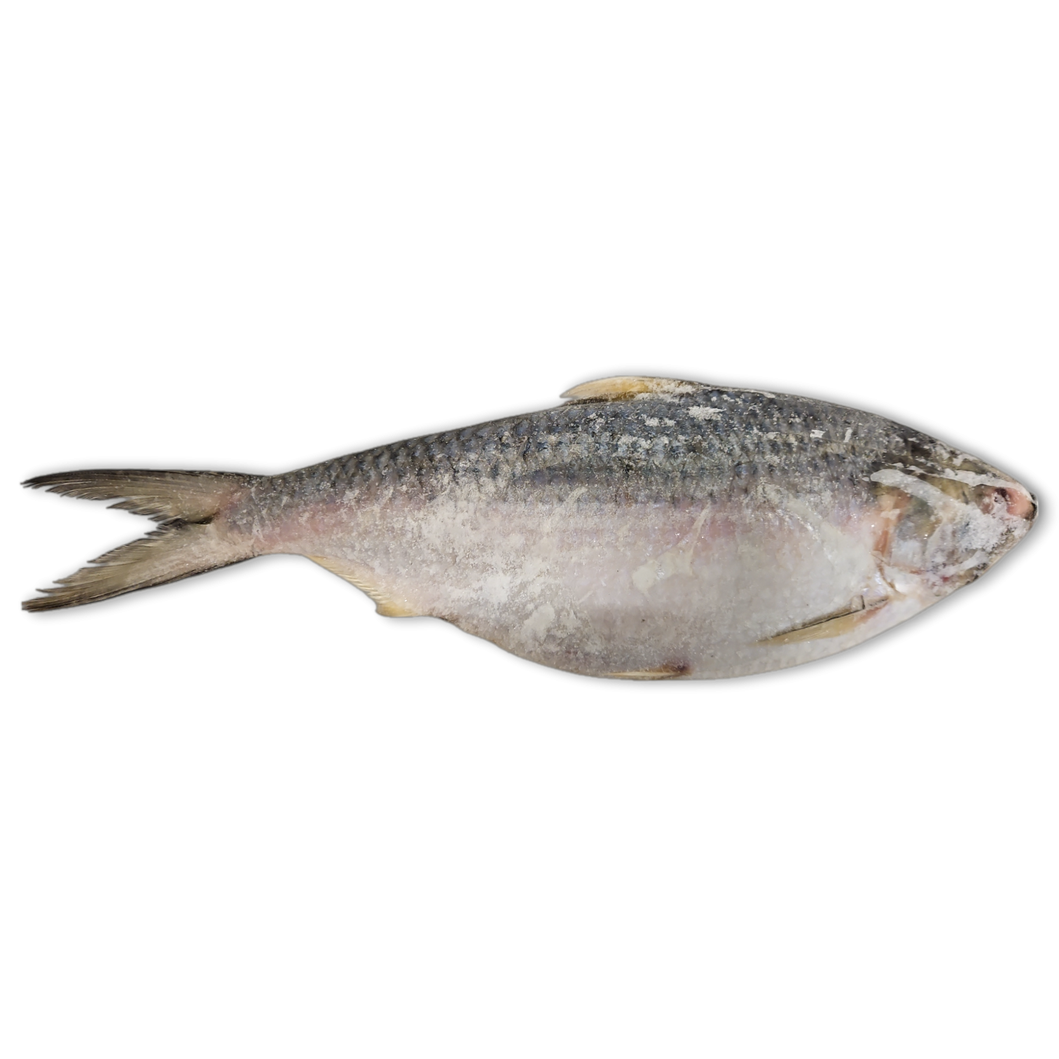Jona Toli Hilsa WR IWP 1000g-UP IQF 1 x 10kg -IN