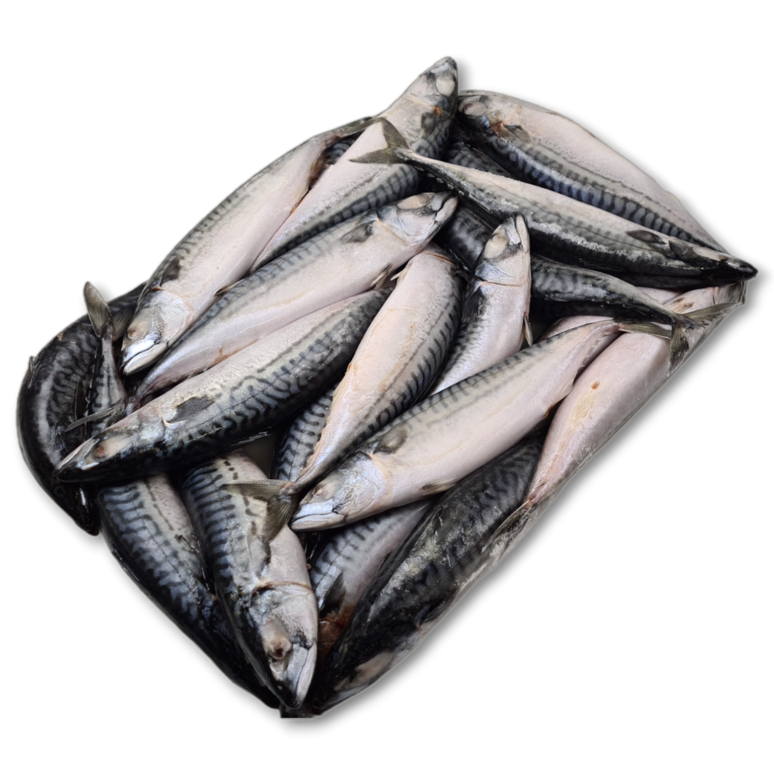 Mackerel WR 600g-UP Block 1 x 20kg -NO