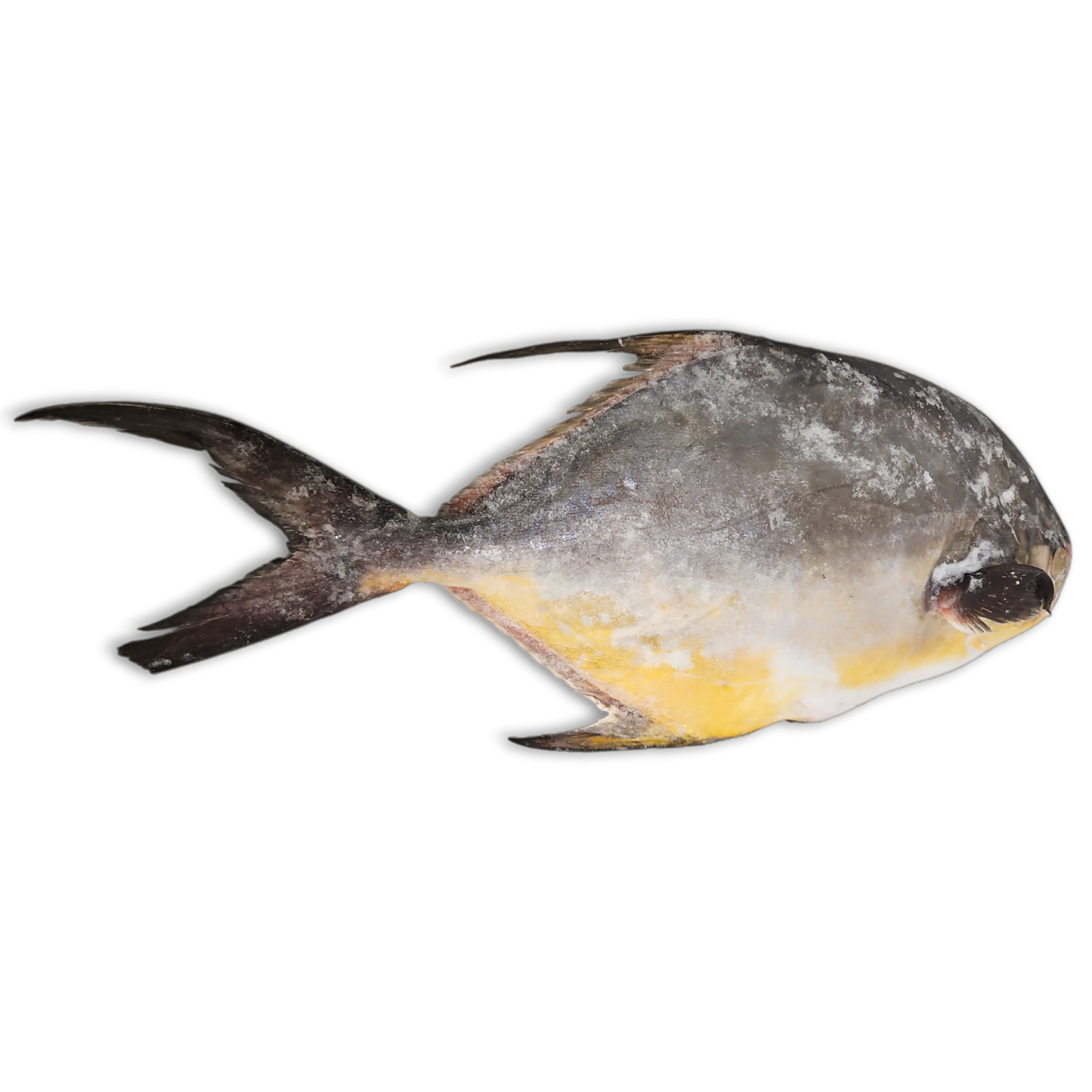 OD Florida Pompano WR 2000g-UP IQF 20kg-SR