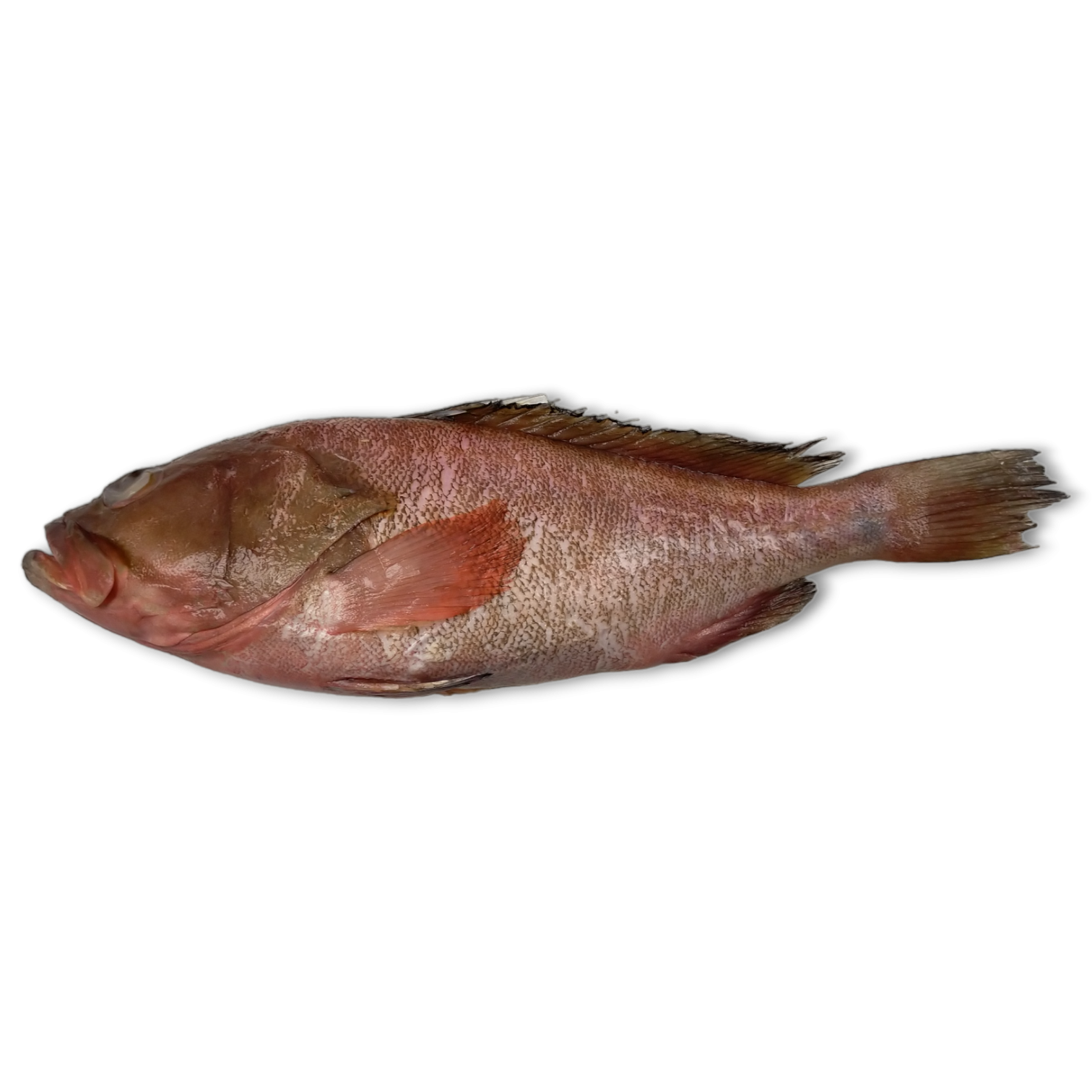 Reefcod/Tsof/Grouper WGS 500-700 4 x 3 Kg 10%-IN