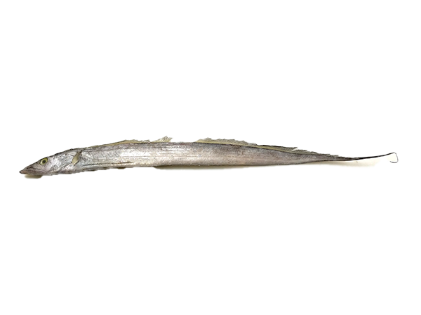 Ribbonfish / Silverbelt WR "A" grade 100-200 gr 1 x 10 kg-IN