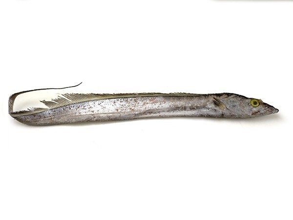 Ribbonfish / Silverbelt WR "B" grade 200-300 gr 1 x 10 kg-IN