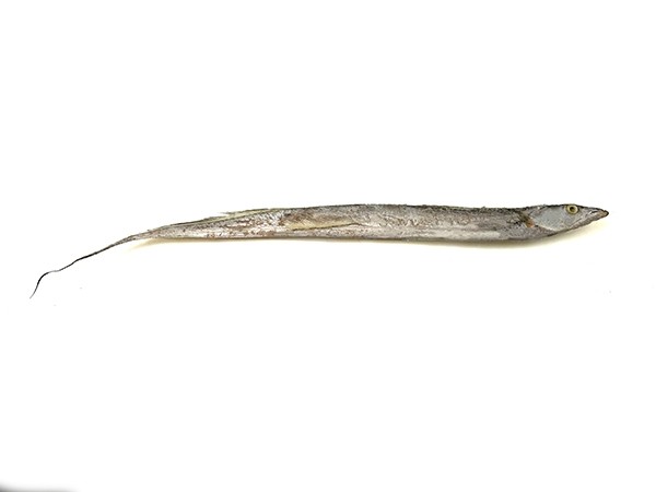 Ribbonfish / Silverbelt WR "B" grade 100-200 gr 1 x 10 kg-IN