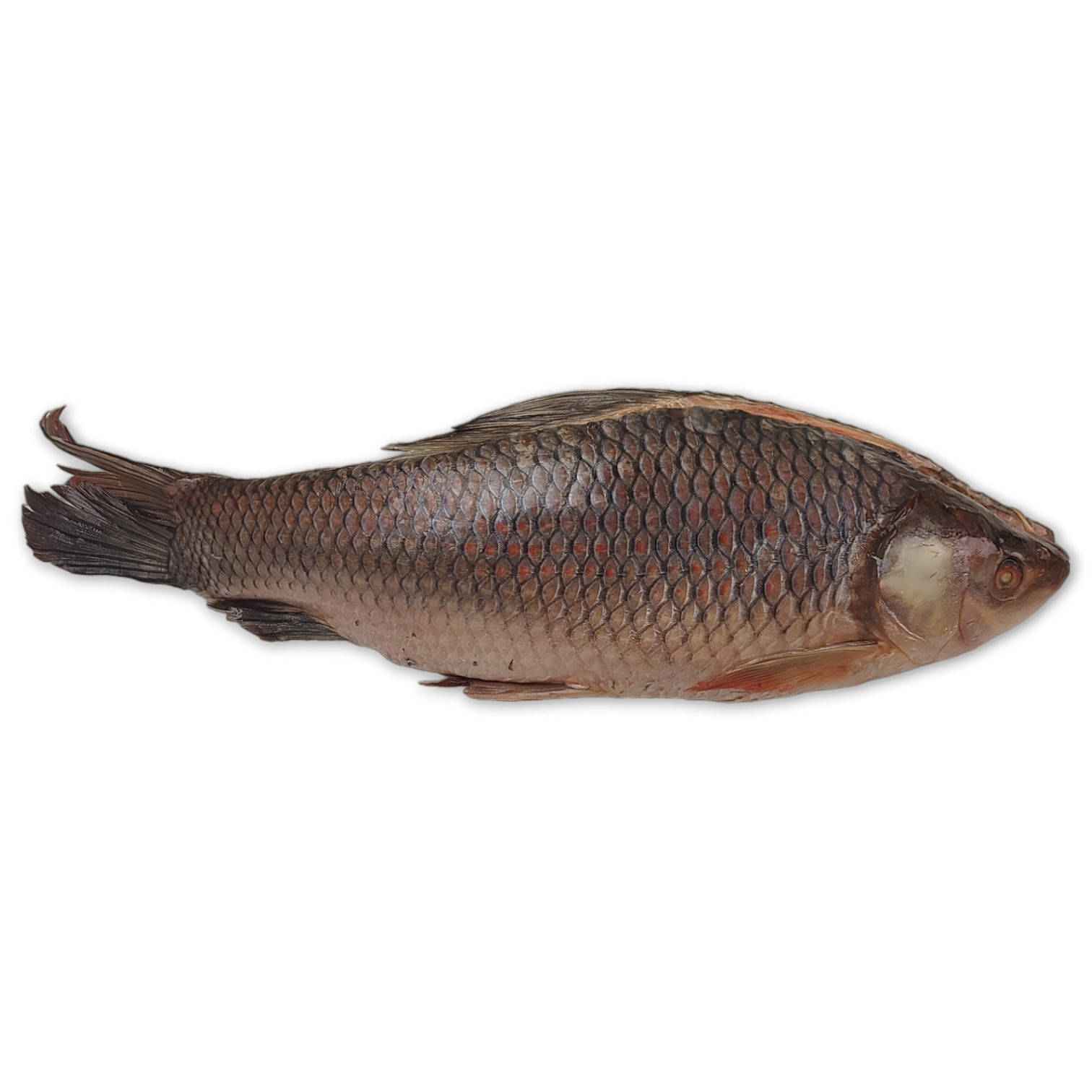 JONA Rohu Back Gutted 2000-3000 gr 1 x 20 kg IQF/IWP-MM