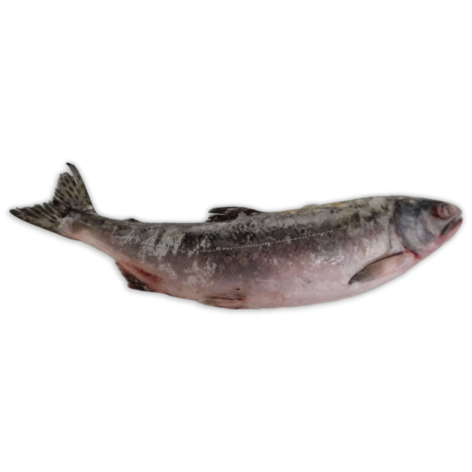 Pink Salmon WR O/R IQF 1 x 25kg -CA