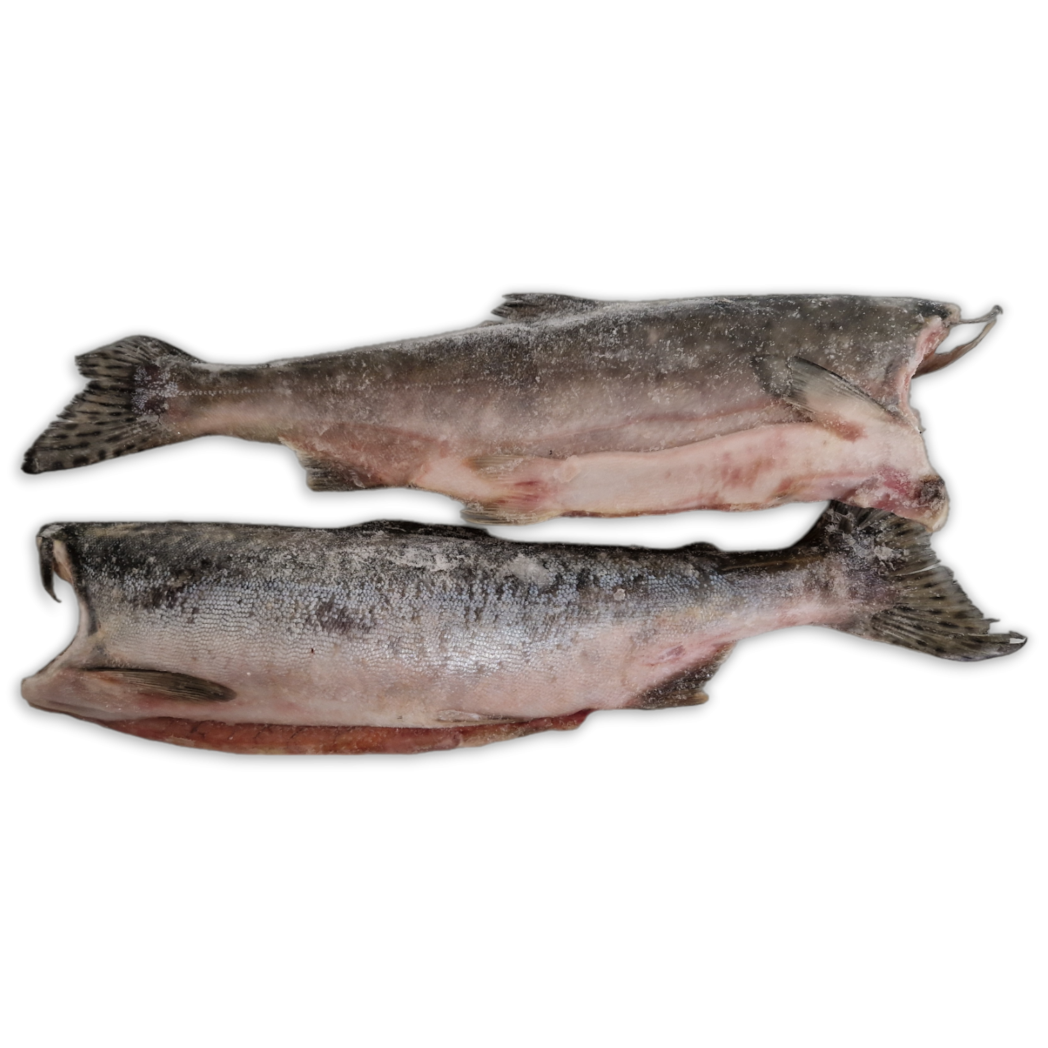 Pink Salmon HG O/R IQF 1 x 25kg -CA