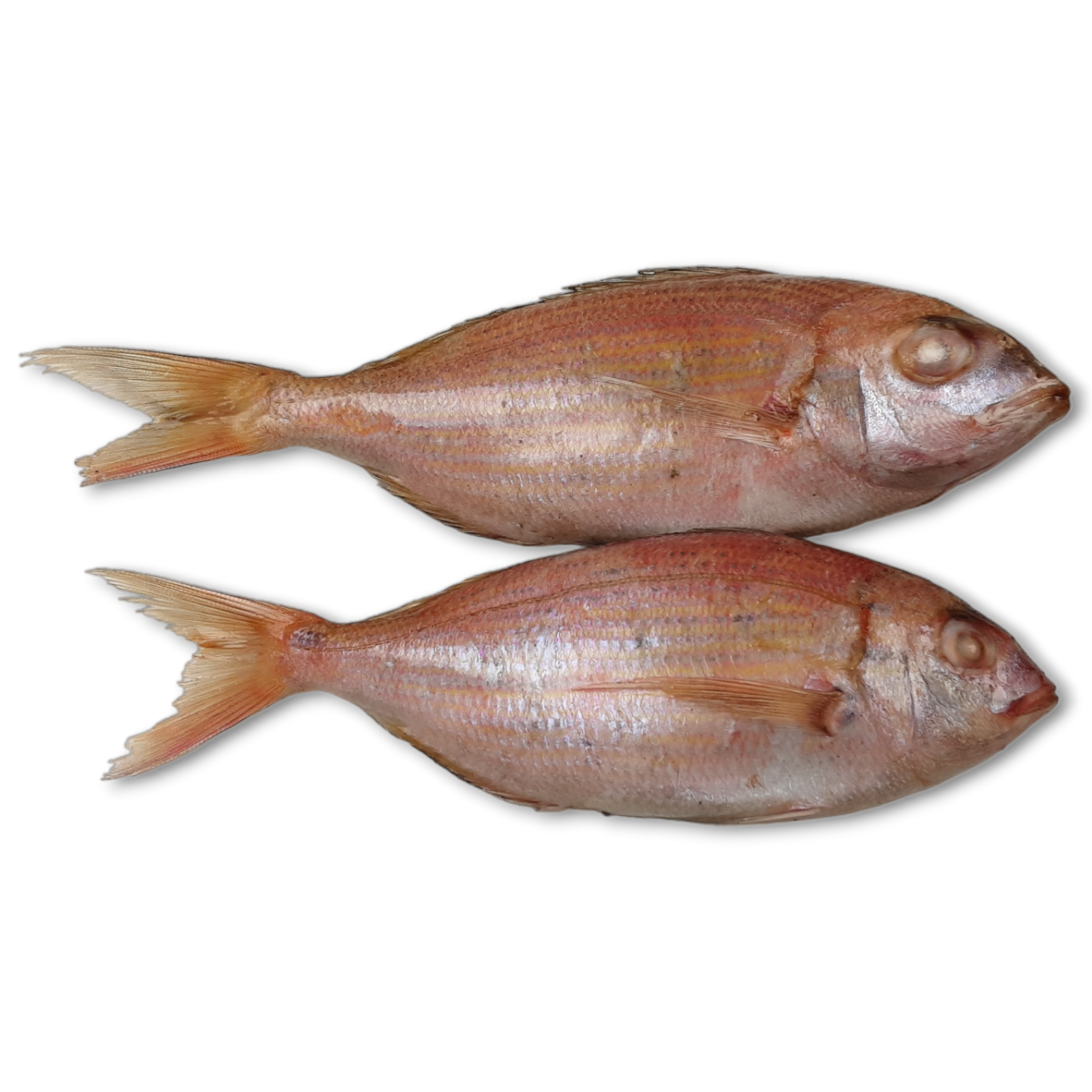 Snapper/Denton/Dentex Dentex WR 220-270g 14 kg 100% NW-MA