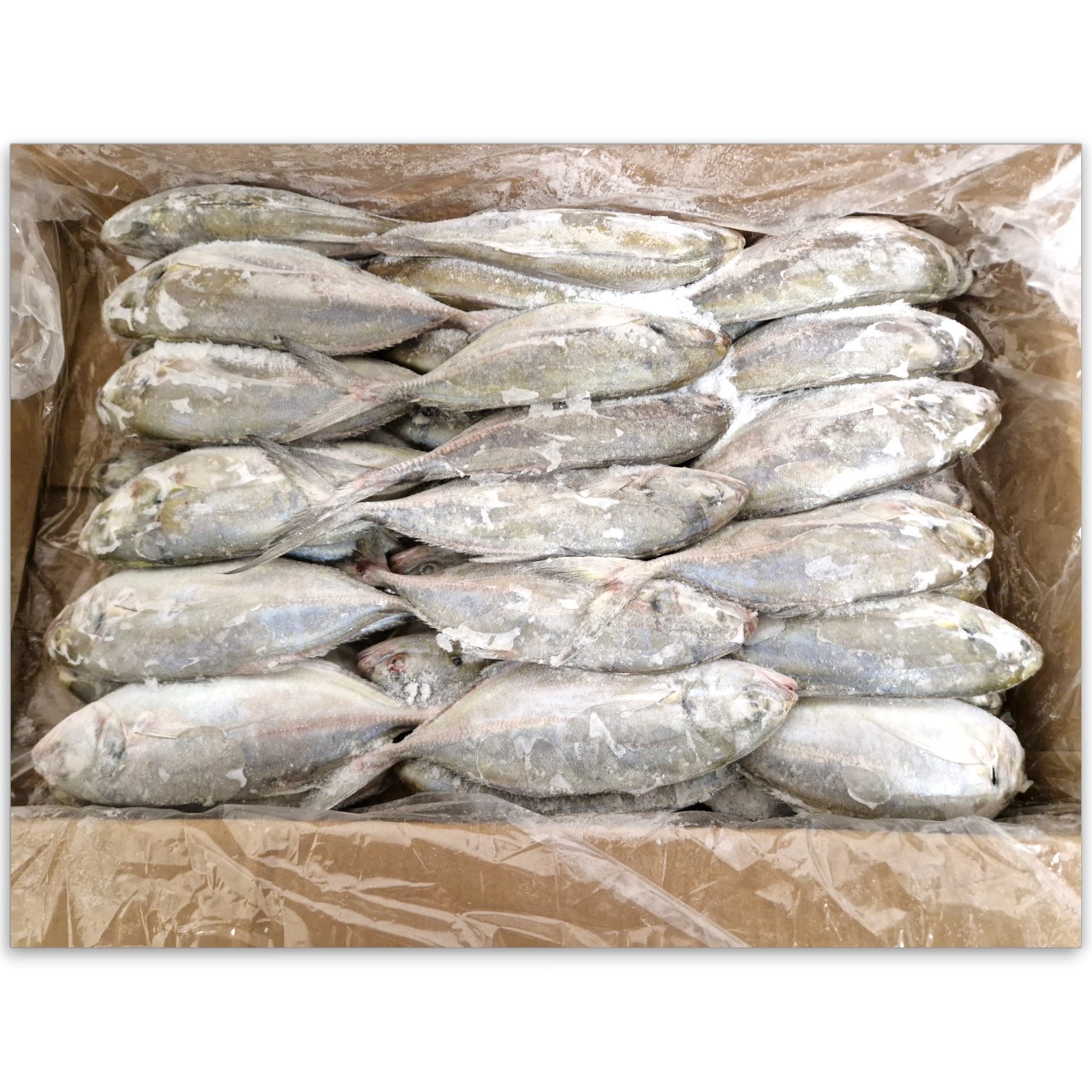 Jona Trevally/Blue Runner WR >450g 1 x 11.35 kg -MX