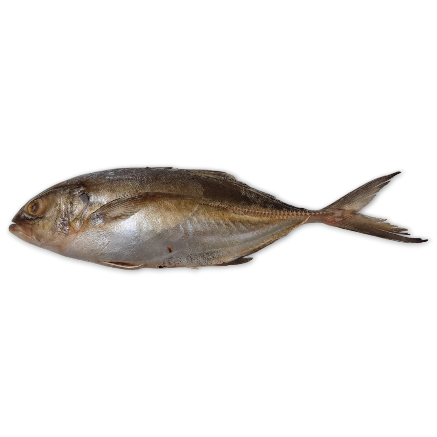 Trevally / Blue Runner / Caranx Crysos WR 300-800g 10 kg-SR