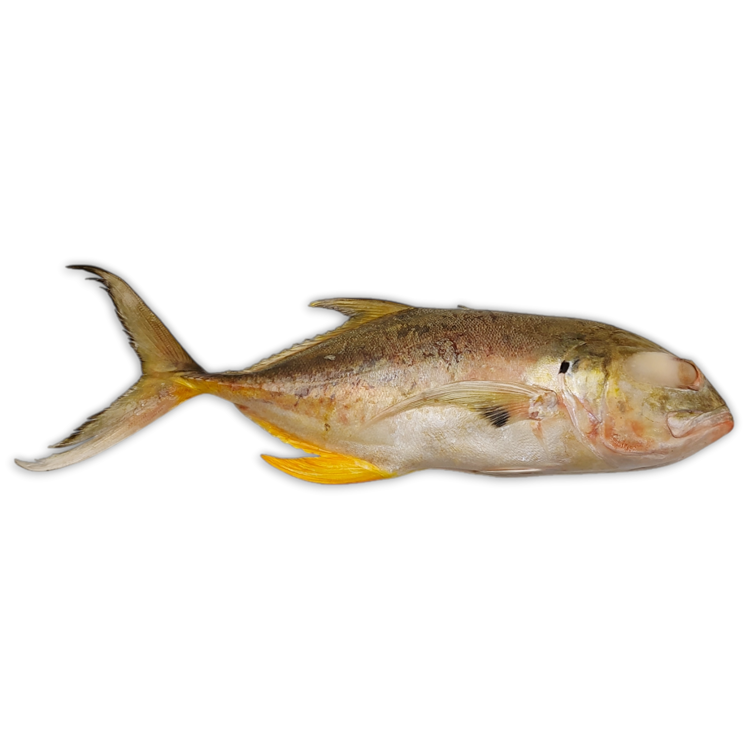 OD Trevalli/Cavalli WR 300-700g IQF 1 x 10kg -SR