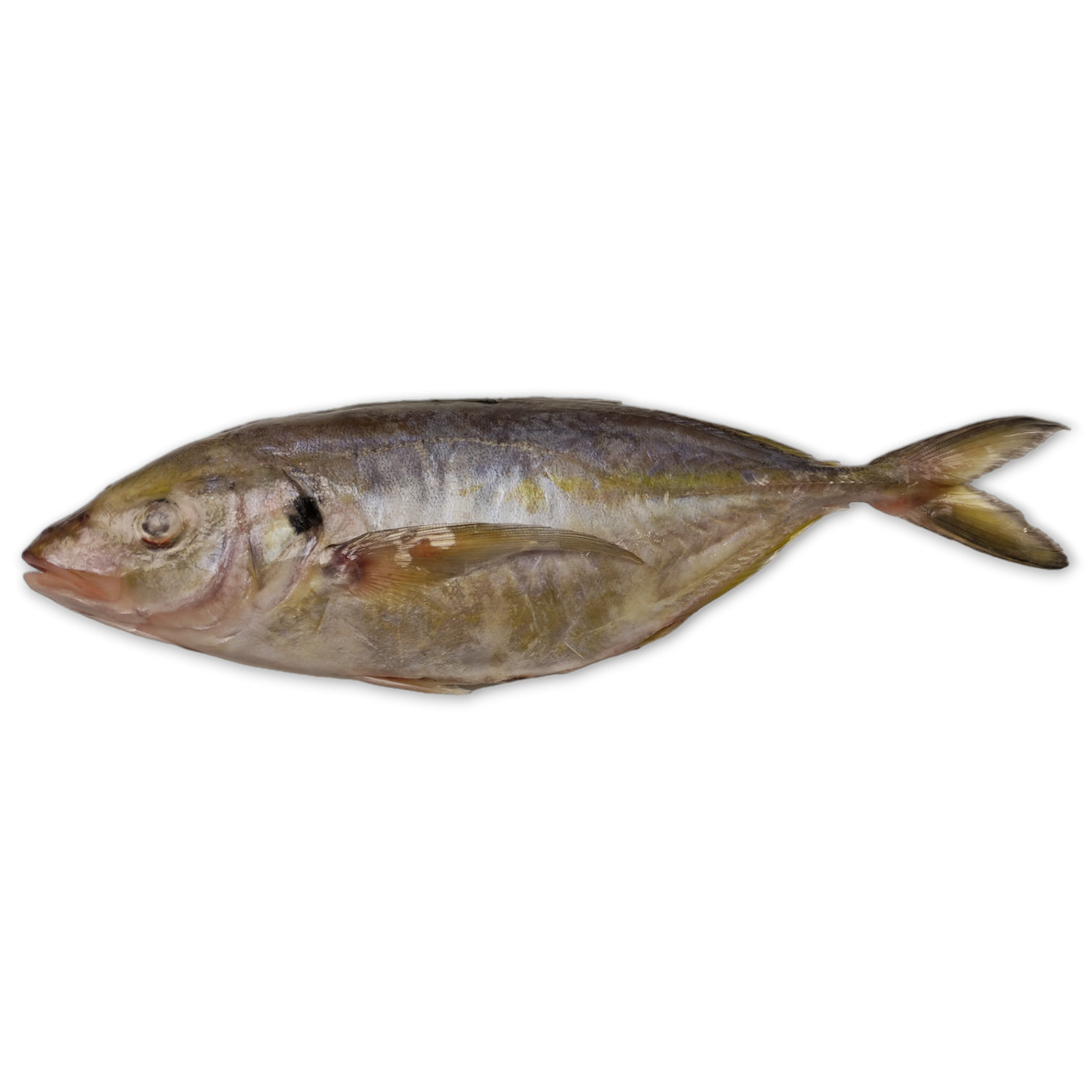 Trevally New Zealand WR 1000 gr+ 1 x 22 kg IQF-NZ