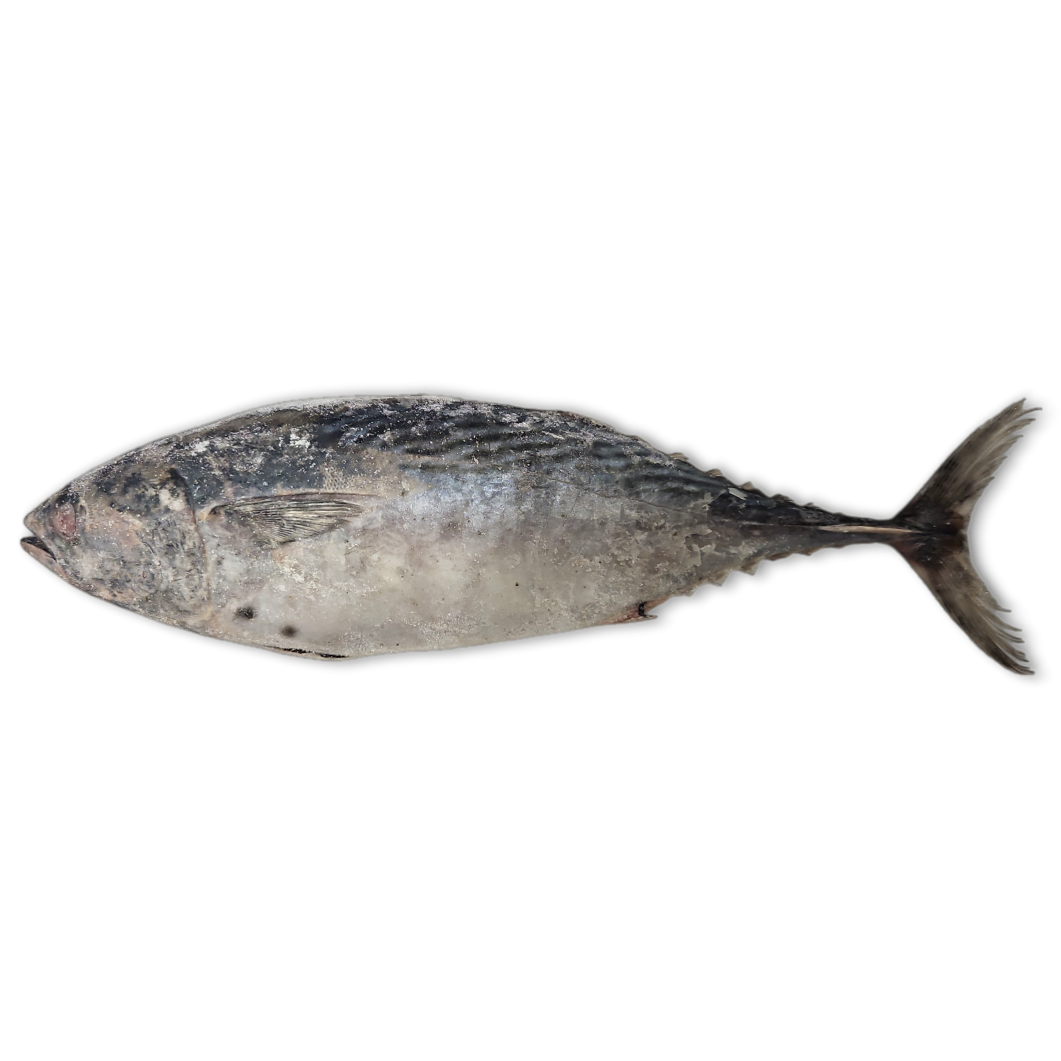 Little Tunny 500-1000g IWP 1 x 10kg -IN