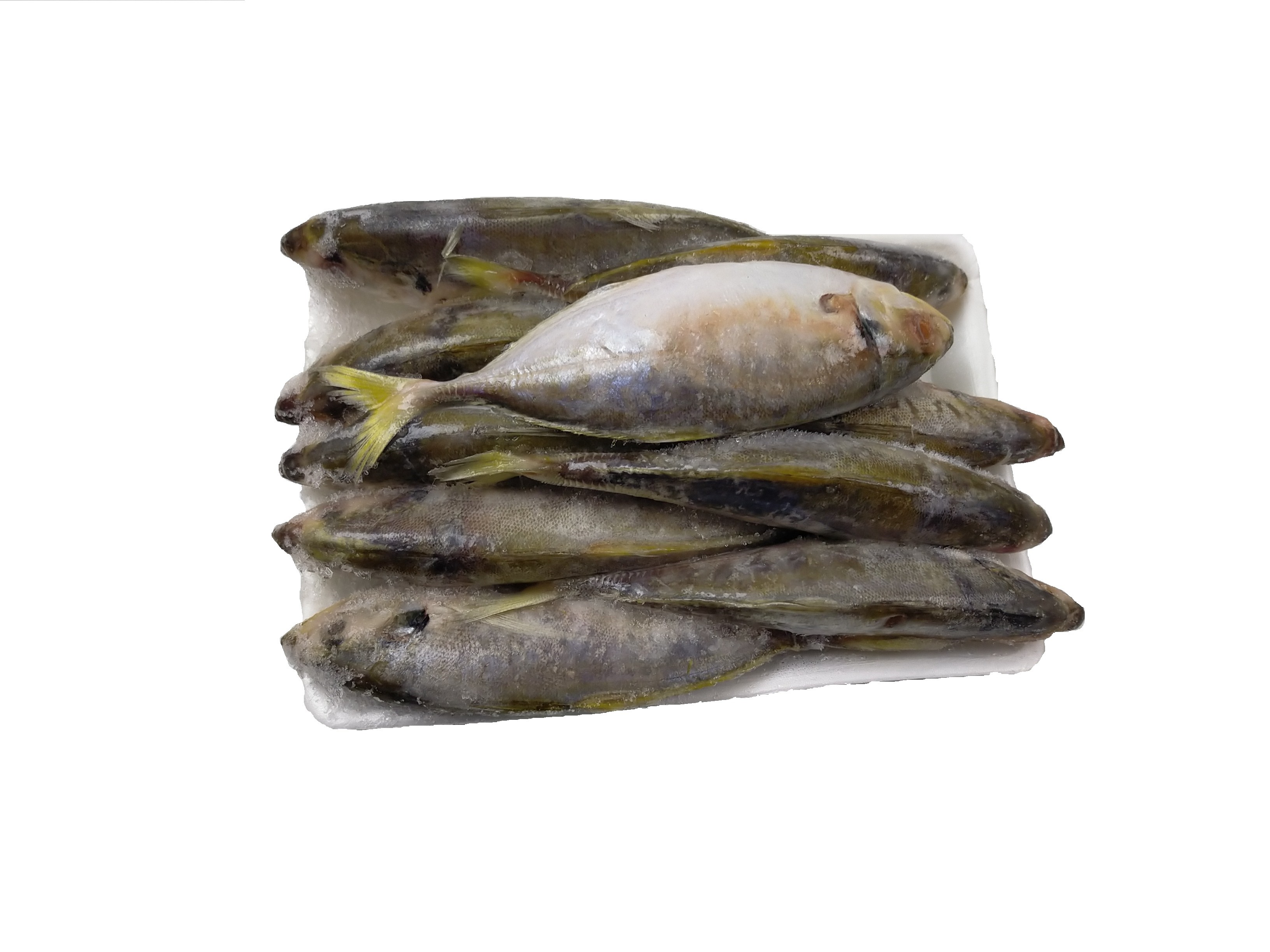 Yellow Tail Scad Whole / Atule Mate 8-10p VAC 10x1 kg 10%-VN