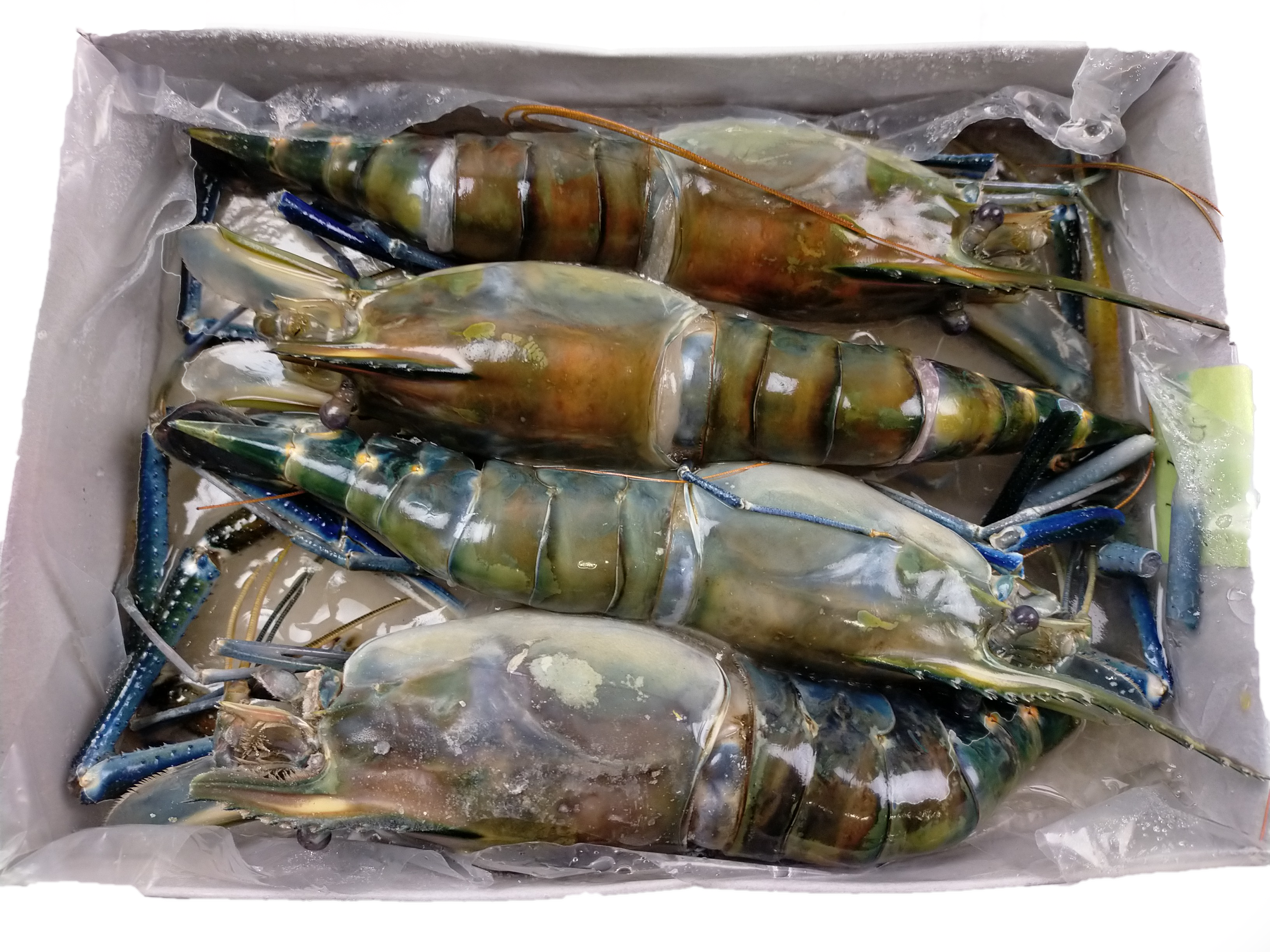 Fresh Water shrimps HOSO 2/4 10 x 1 kg 20%-BD