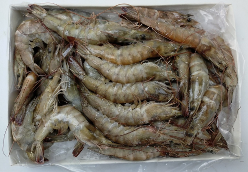 Jona Vannamei shrimps HOSO 40/50 10 x 1 kg 25%-IN