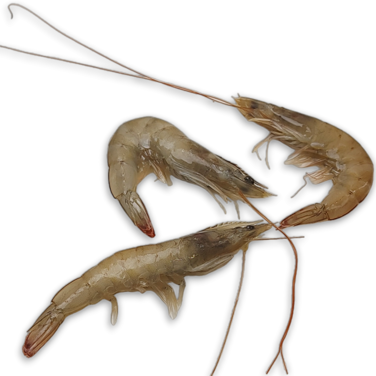 Vannamei shrimps HOSO 20/30 12 x 1 kg 25% -ECUADOR