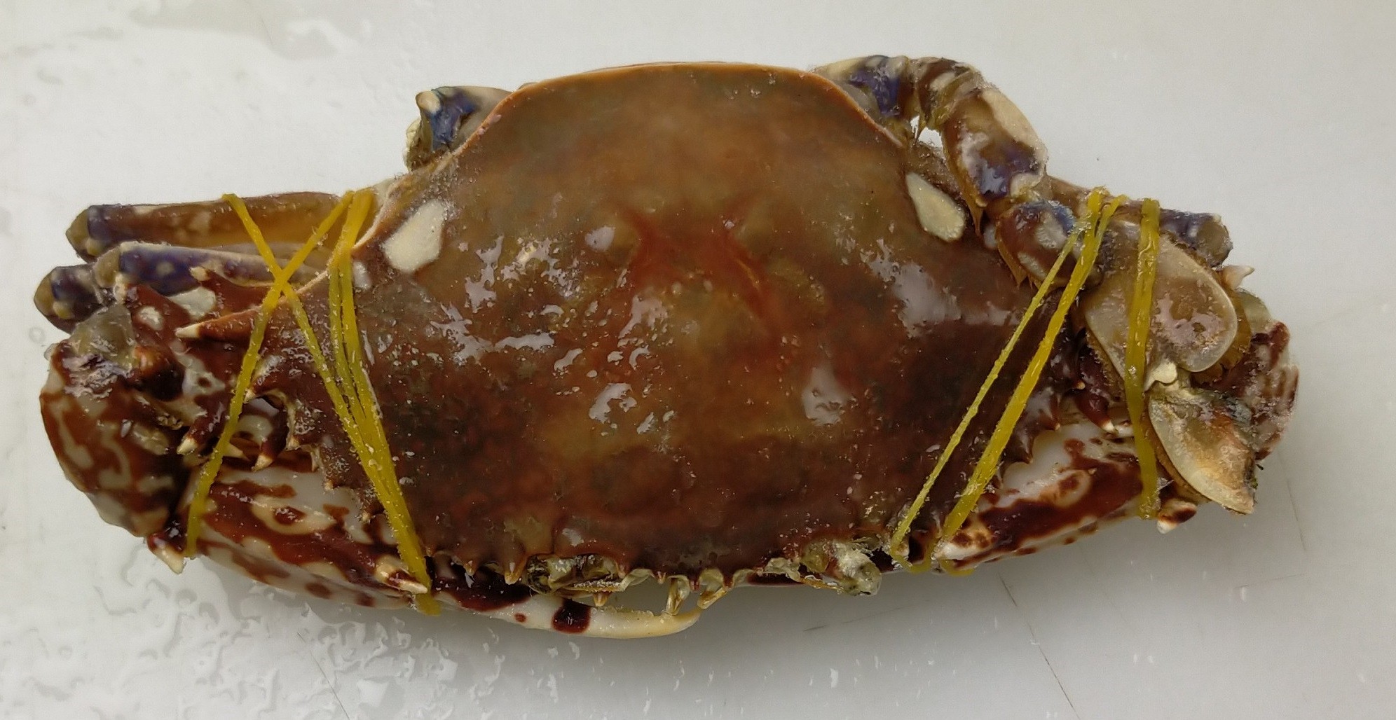 Crab West Africa Whole Round 150/250 IQF 1 x 8 kg-SN