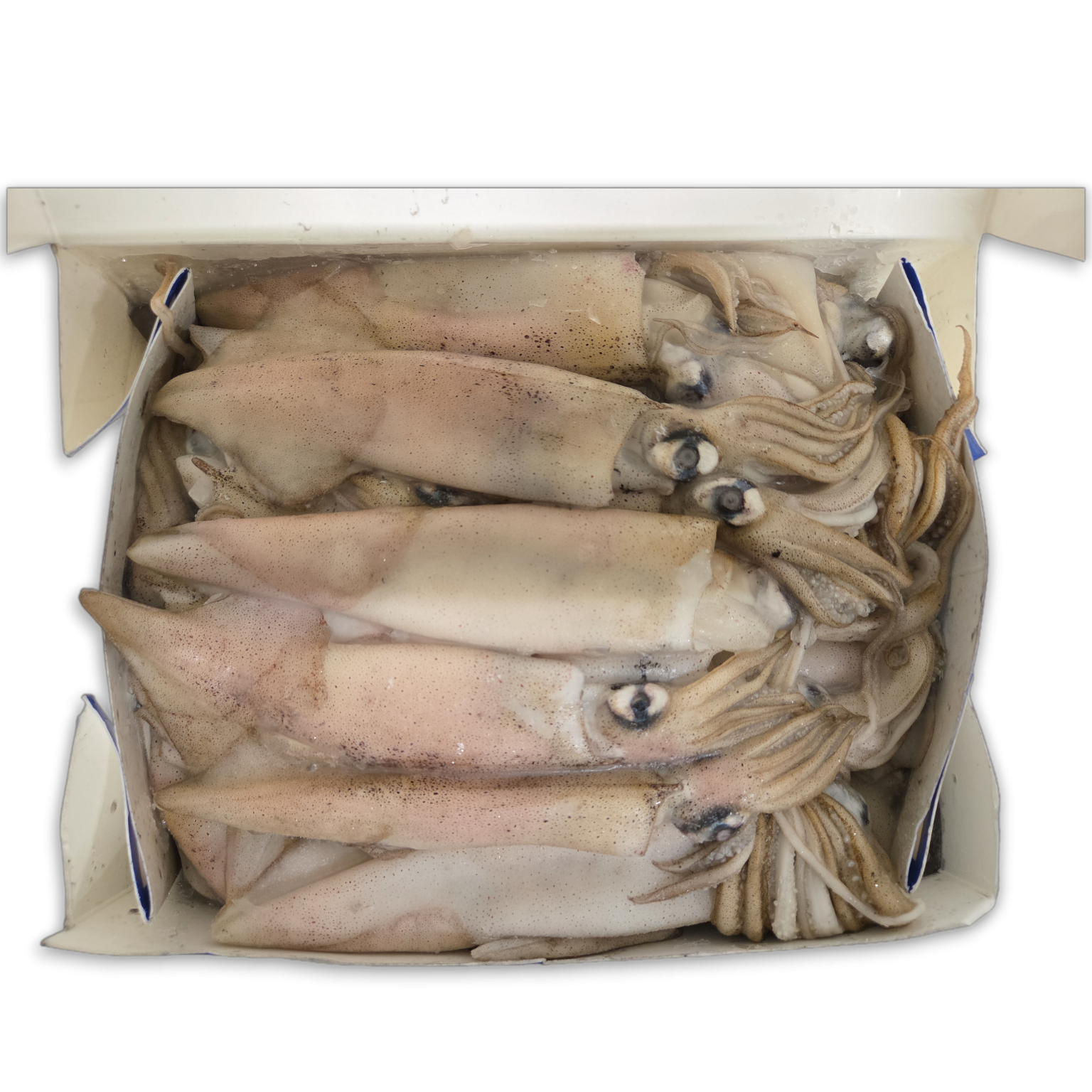 Seawave California Squid WR 9-11cm Block 6 x 5 lbs-US