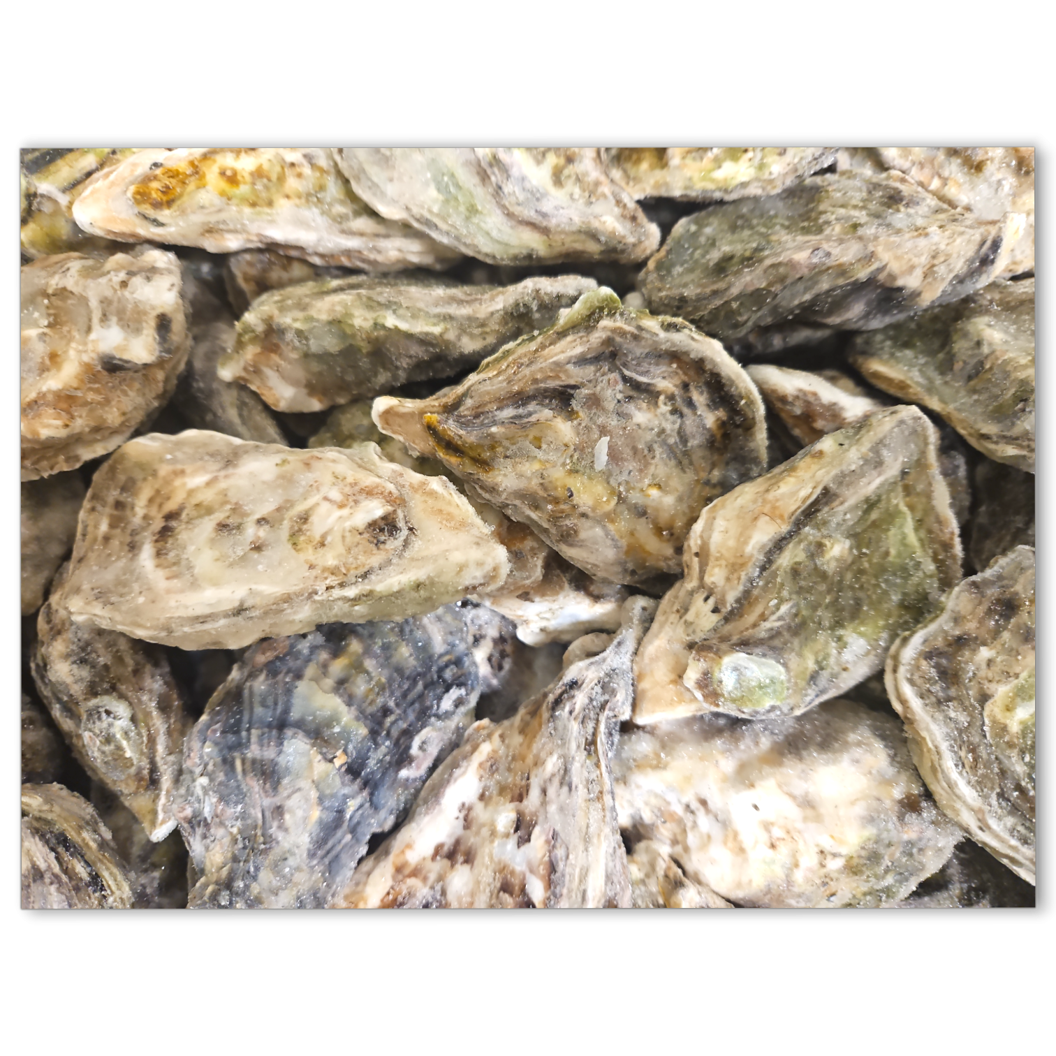 Pacific Oyster WR 86-110g IQF 1 x 10kg NW -JP