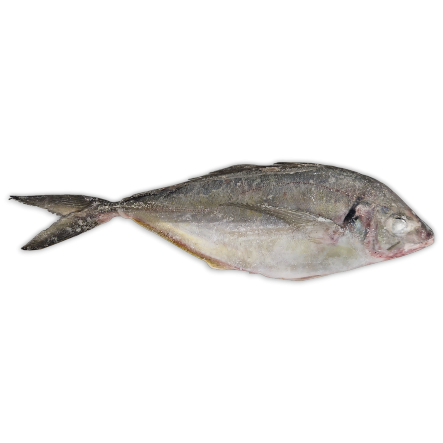 Trevally WR 1000g-UP IWP 1 x 20kg -NZ