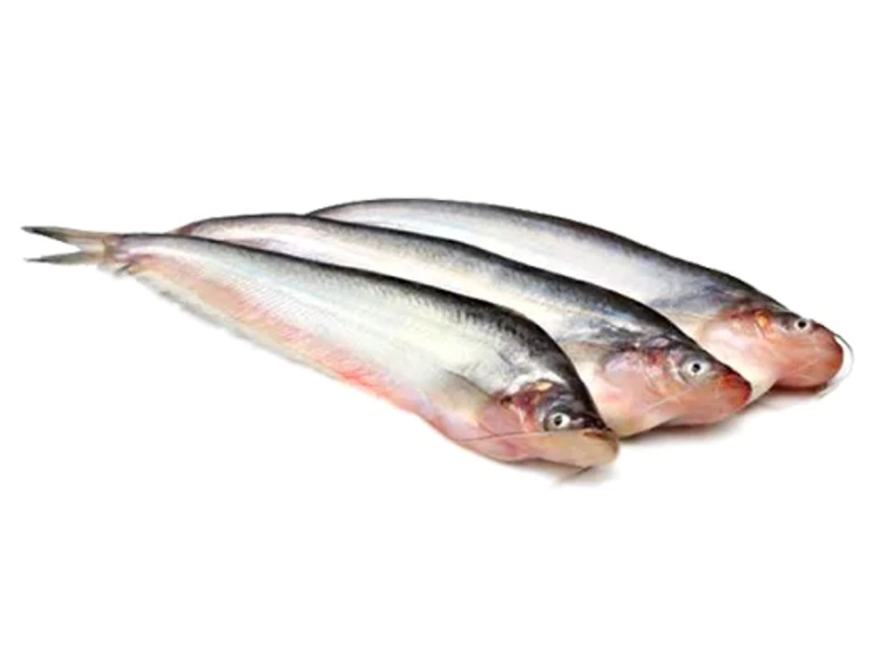 Pabda Catfish Panready 7 inch up 18 x 1 Kg GW 500 Gr NW-IN