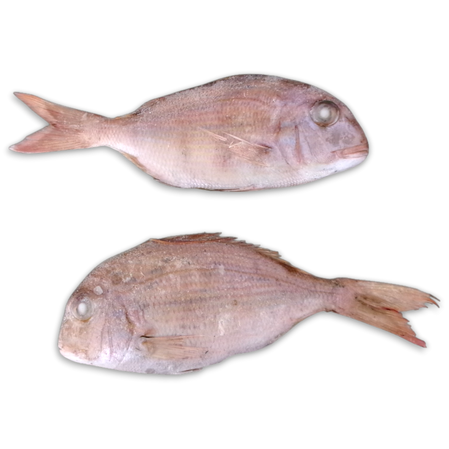 Snapper/Besugo WR 600-1000gr 1 x 10kg semi IQF-AR