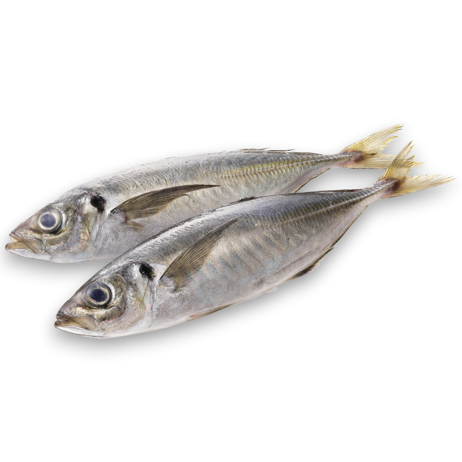 Horse Mackerel WR 350g-UP Block 1 x 20kg -IR