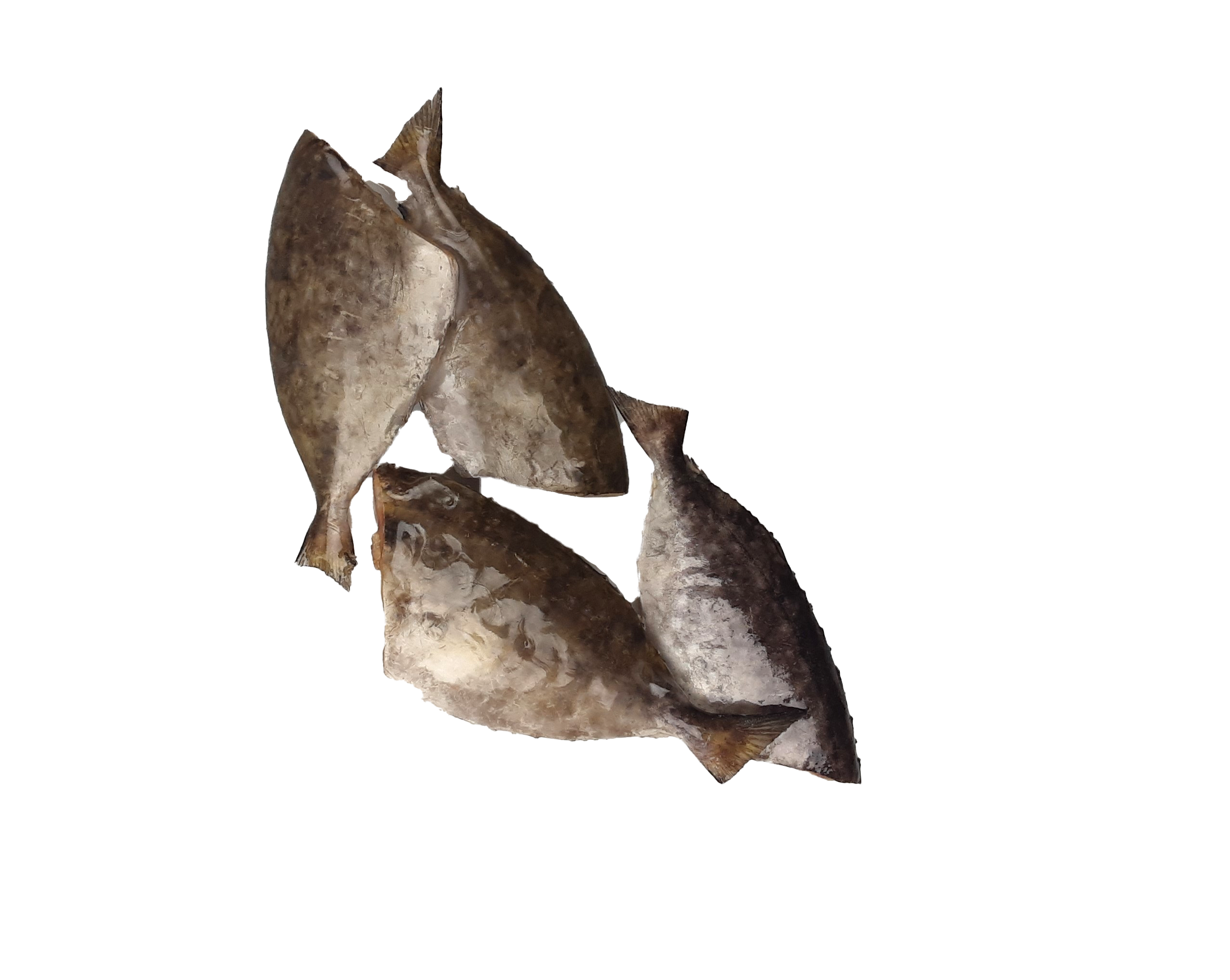 Jona Rabbit Fish (Otti) HG IQF 70 gr+ 10 x 1 Kg 10%-IN