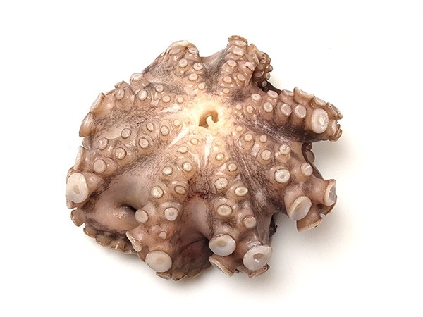 JONA Octopus Whole Clean Flower IWP 2-3 kg 10 Kg 10% -ID