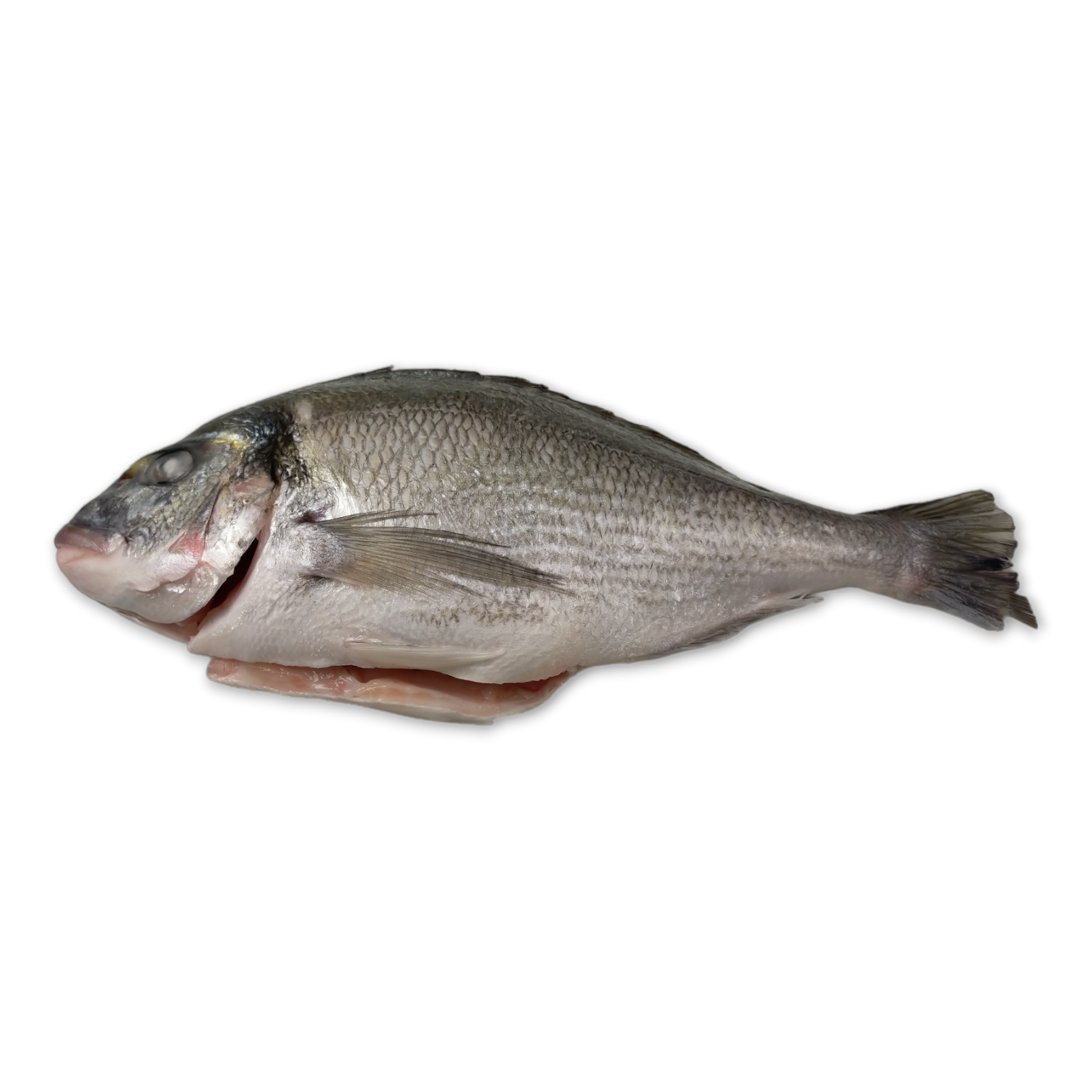 JONA Dorade / Seabream WGS 300-400 gr 5 kg IQF 20%-TR