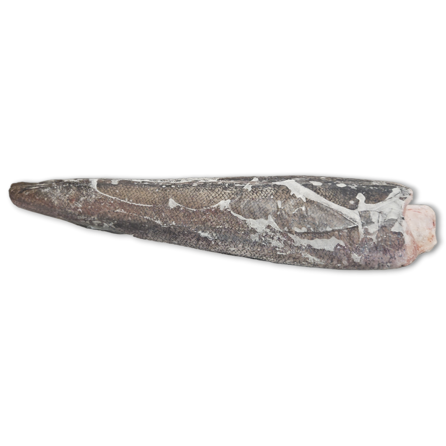 Hake HGT 800-1000g IWP 1 x 20kg -MR