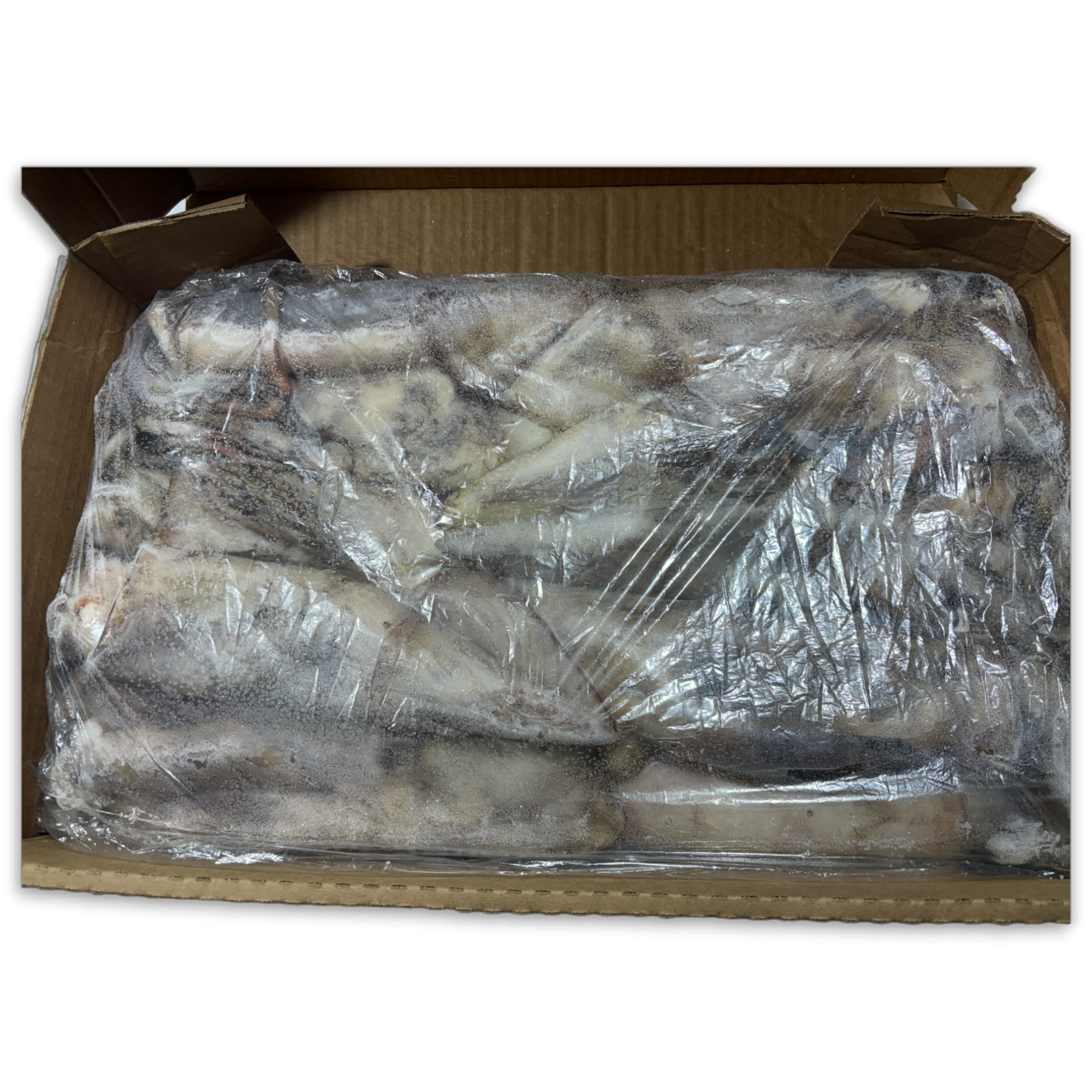 Baby Giant Squid Whole Round (Dos. Gigas) 500-1000 10 kg-EC