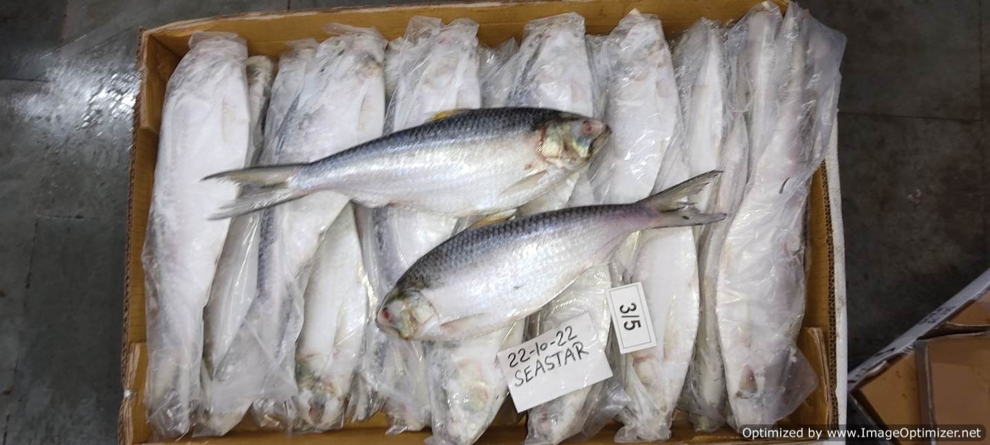 Hilsa Whole round IWP IQF 300/500 gr 1 x 10 Kg.-IN