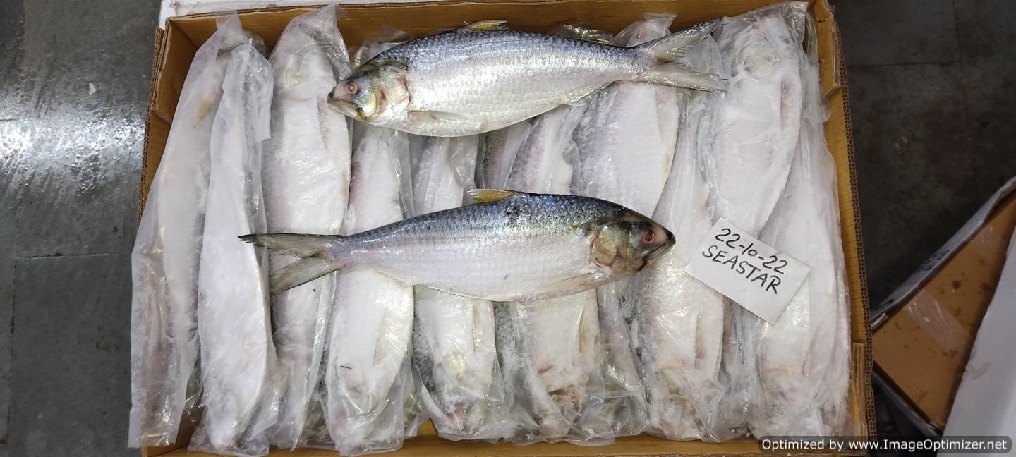 Hilsa Whole round IWP IQF 500/700 gr 1 x 10 Kg.-IN