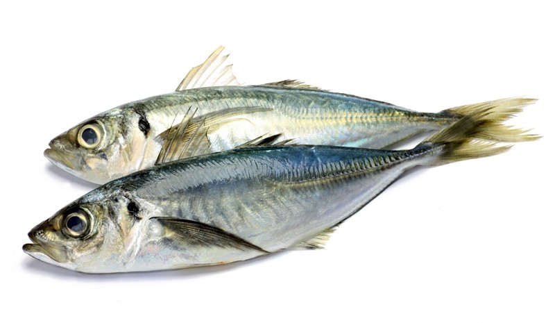 Jack/Horsemackerels Trachurus Murphy WR 500-900g 20 kg - CL