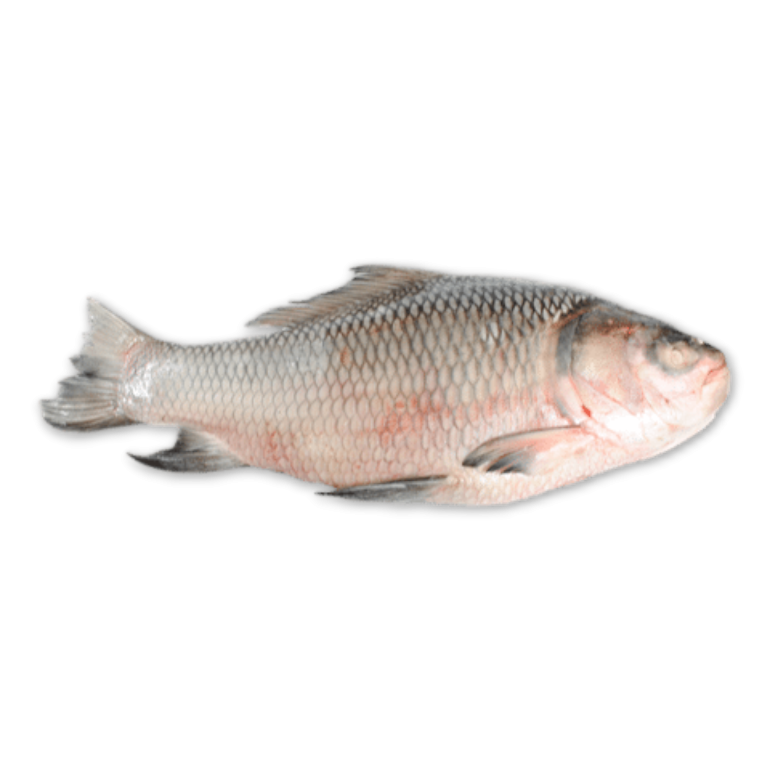 DSD Catla Gutted 7kg-UP IWP 1 x 19kg 10% -MM