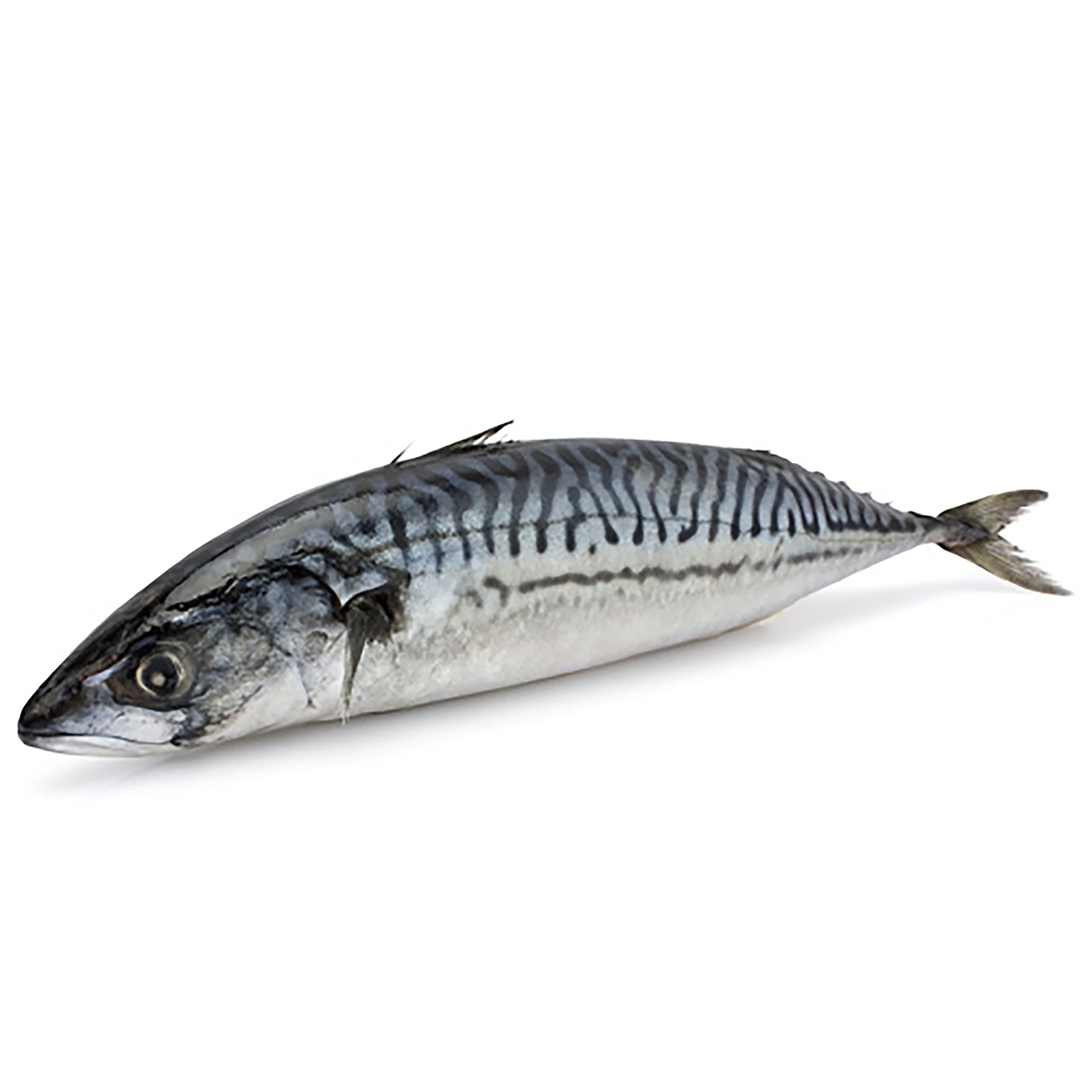 Shime Saba - Mackerel whole fish Sashimi Grade 600gr+ 10 kg
