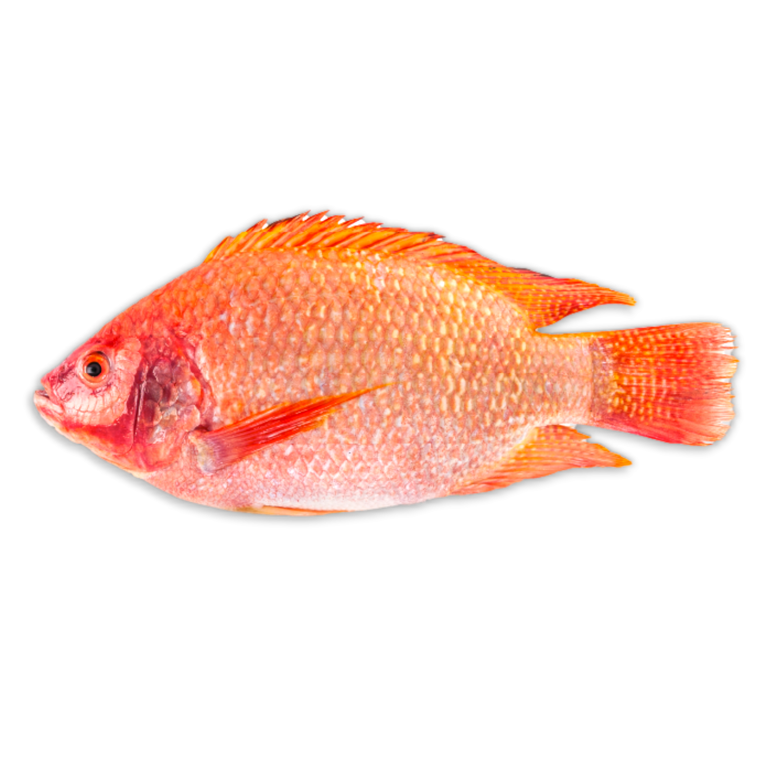 Vietnamese Red Tilapia G&S 300-500 gr+ 4 kg IQF/IWP 20%-VN