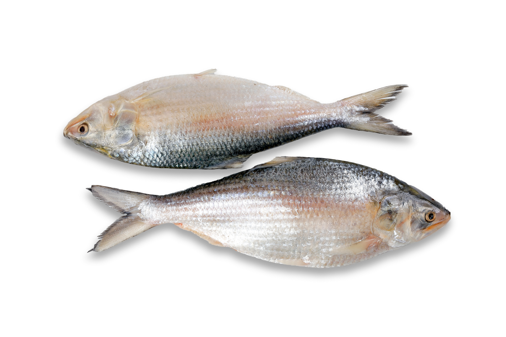 Hilsa Whole round IWP IQF 800/1000 gr 1 x 20 kg-MM