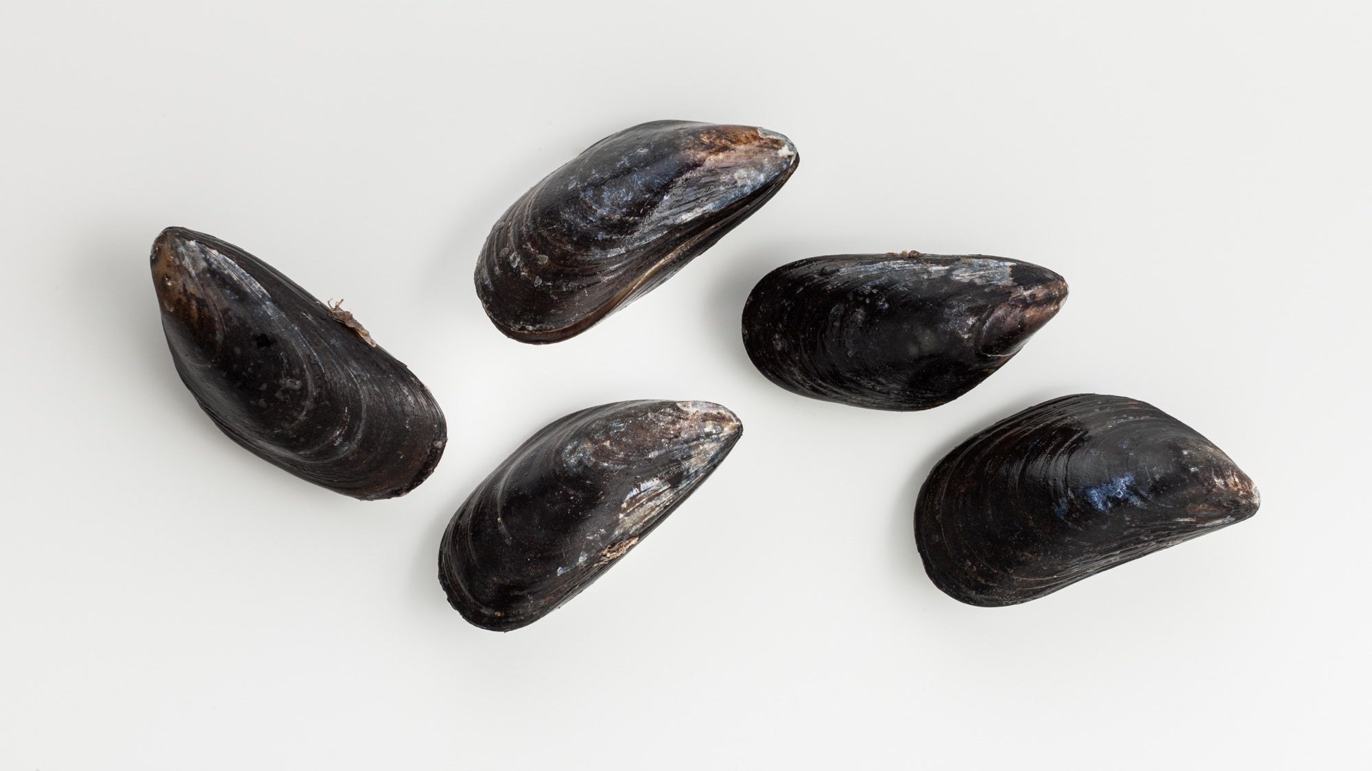 Whole Cooked Mussels 40/60 5 x 1 kilo-CL