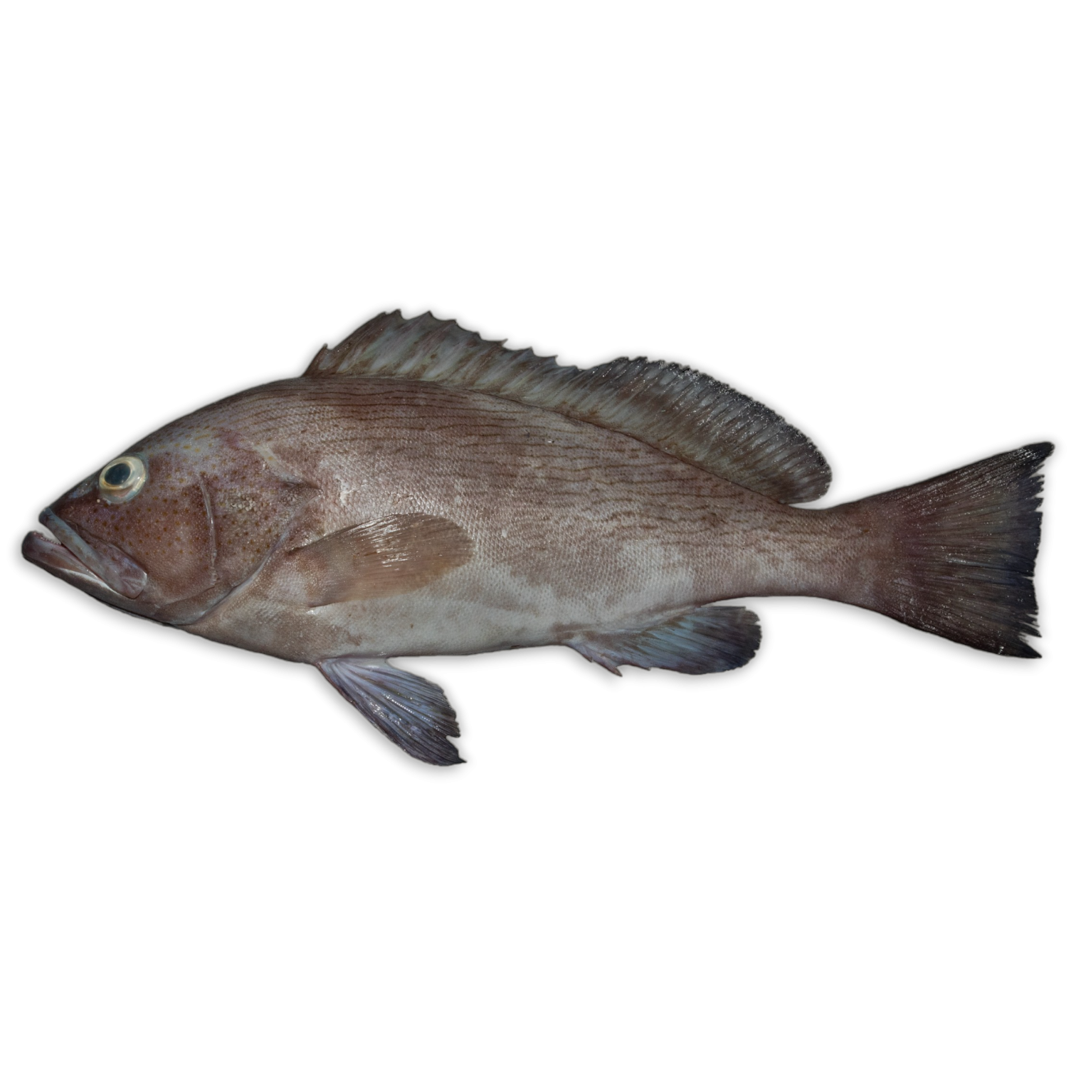 Reefcod / Tsof / Gray Grouper 0.2 - 2 Kg 10 kg IWP IQF-LK