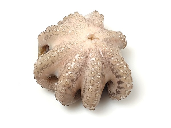 JONA Octopus Whole Clean Flower IWP 0,5-1 kg 10 Kg 10% -ID