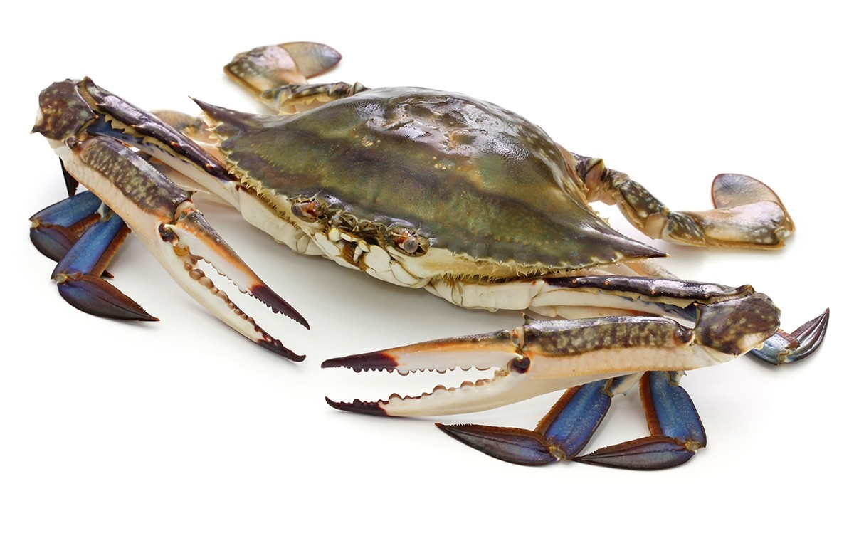 Blue Swimming Crab Whole 150 200 grs IQF IWP 2 x 5 kg TN