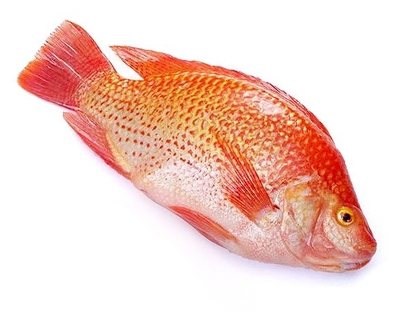 1694!! geblok. Red Tilapia G&S 500-700 gr 4kg IQF/IWP 20%-VN