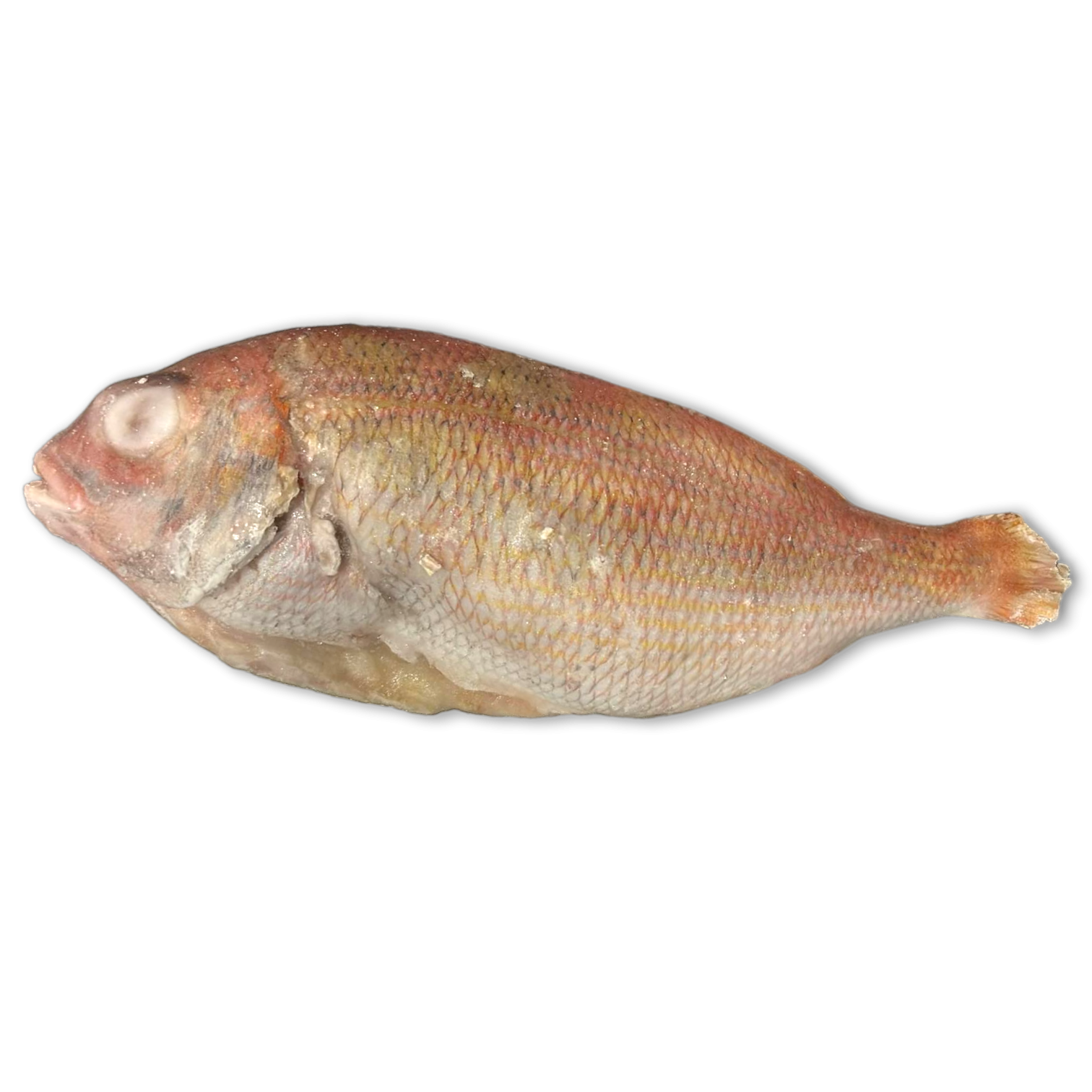 Green Table Snapper/Denton WR 400-600g IQF 1 x 10kg 10%-MA