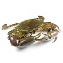 Mangrove Crab WR 300/500gr 1x5kg 100% NW - MG